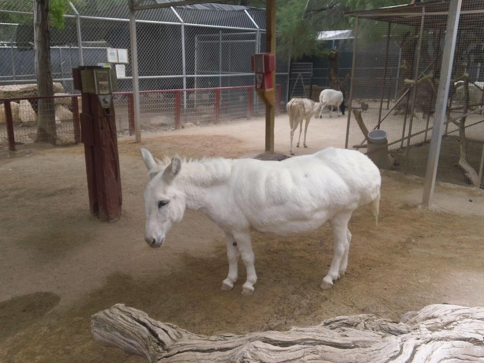 Bonnie Springs Ranch Motel Blue Diamond Bagian luar foto